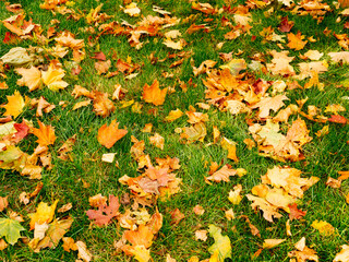 abstract background of autumn leaves of bright red-yellow color on green grass, top view
