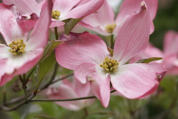 Fototapeta na wymiar Pink flowers of spring trees