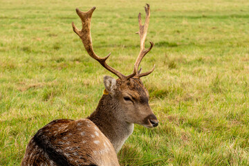 Naklejka na ściany i meble Young deer facing the camera while eating and resting. Phoenix Park, Dublin, Ireland.