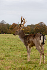 Fallow deer, Phoenix Park, Dublin, Ireland