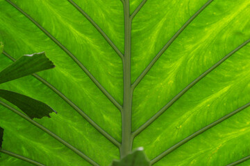 Tropical green palm leaf background. Abstract texture line from nature. Sun shining through a radiating green leaf. Natural background texture