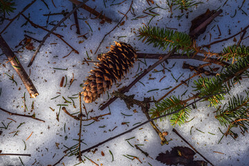 
Branches, spruce cone, spruce branch in winter white snow