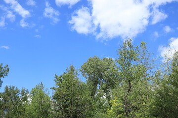 Trees in early spring against the blue sky