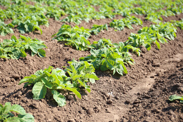 Young sprouts of potato in the ground