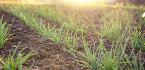 Onion growing on a bed in the rays of sunlight