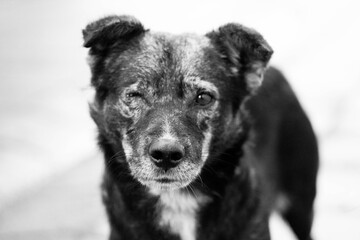 Obraz premium portrait of a black dog