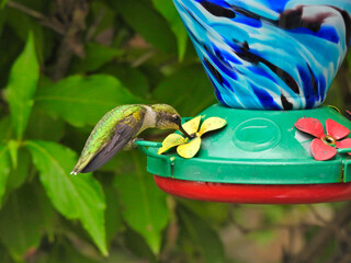 Ruby-Throated Hummingbird Perched on a Nectar Bird Feeder Series Bird Taking a Drink Through Nectar Flower on Feeder with Green Foliage in Background Summer Day