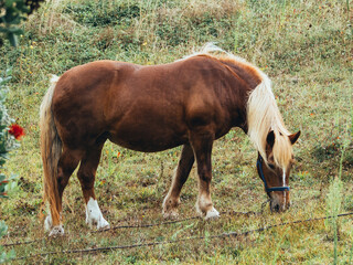 Brown mare with blond mane grazing in a meadow