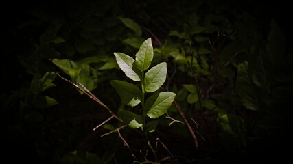 Leaves in an atmospheric shade