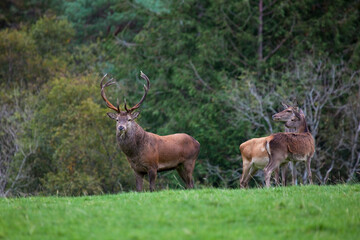 Naklejka na ściany i meble Red Deer stag, Kerry, Ireland, during the annual rut, near Muckross House.