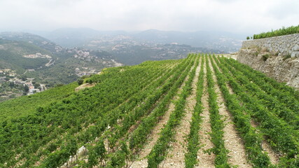 Fototapeta na wymiar Aerial shot of the green vineyard and winery. Travel destination