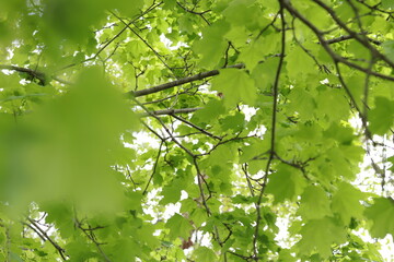 Branches of green trees in summer