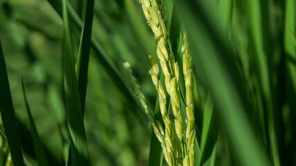 Close-up photos of green rice in the field.