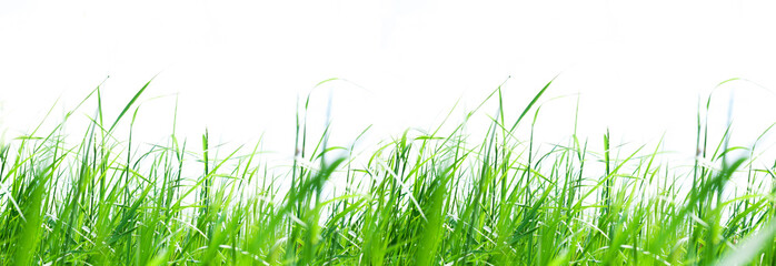 Green grass border isolated on white background. Copy space