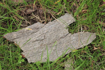 The bark of a tree lies on the grass