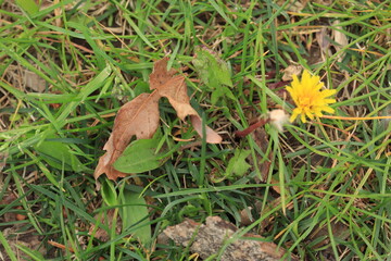 A dry leaf from a tree lies on green grass