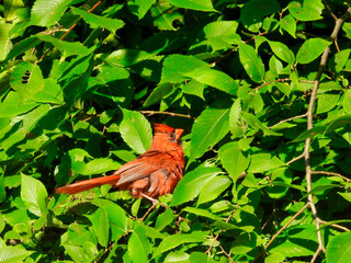 Northern Cardinal Red Bird Perched in a Bright Green Tree with Tail Out and Head Feather Crest Up Showing off Red Feather Plumage in the Sun