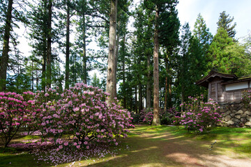 シャクナゲ咲く高野山金剛峯寺