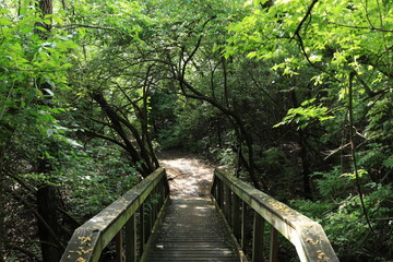 Wooden bridge in the summer forest