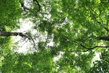Summer tree crowns, bottom view
