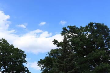 Summer tree on clear blue sky background