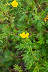Tormentil or Potentilla erecta flower, selective focus. Yellow spring flower, small blossom