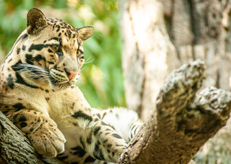 Leopard Watching from a Tree
