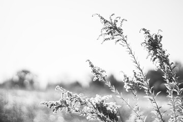 silhouette of grass