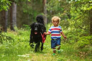 child and dog,little boy goes alone through the woods with a black Hovie