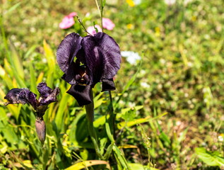 Gilboa iris. Iris haynei Baker. Gilboa Iris Blooming in the natural environment. Israel