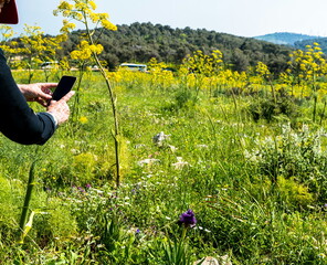 Gilboa iris. Iris haynei Baker. Gilboa Iris Blooming in the natural environment. Photo for memory. Israel