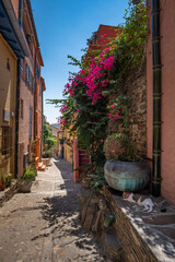 Fototapeta na wymiar Cat resting in a typical Collioure street, in the south of France