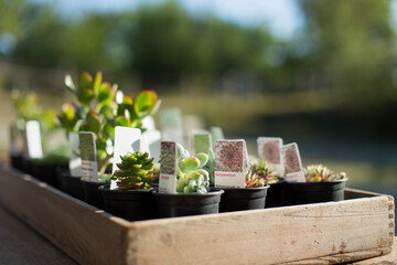 Tiny succulent plants with labels in sunny tray at plant nursery