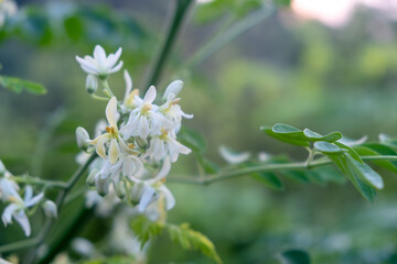 White flowers of asian trees