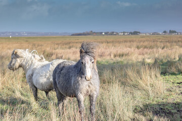 Ponies on a field