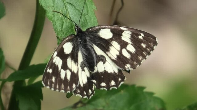 melanargia galathea,farfalla