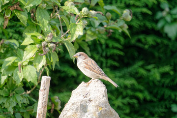 Moineau domestique femelle perché.