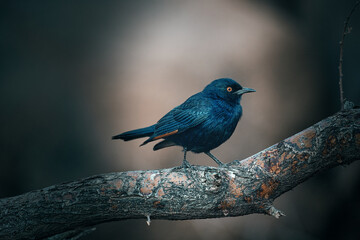 Bird close up in Namibia, Africa
