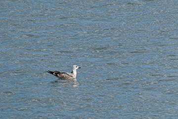 Mouette mélanocéphale juvénile