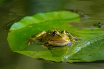 Deurstickers frog on a leaf © Ioan