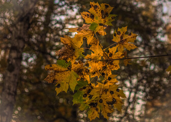 autumn leaves on a tree
