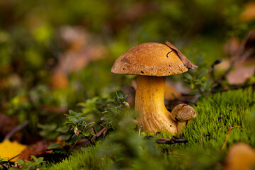 mushroom in the forest (Suillus variegatus)