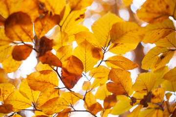 Colorful leaves of a beech tree in autumn season. Autumn beech leaves decorate. Beautiful Close up of autumn golden leaves in the forest. Colors of fall. Rusty leaves
