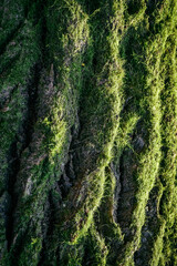Forest  green texture with moss on the bark