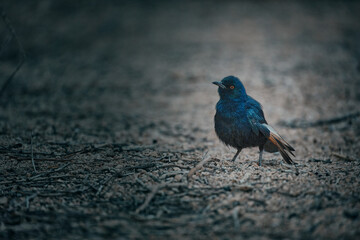 Bird close up in Namibia, Africa