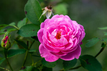 Deutscher Botanischer Garten im Sommer in Voller Blüte