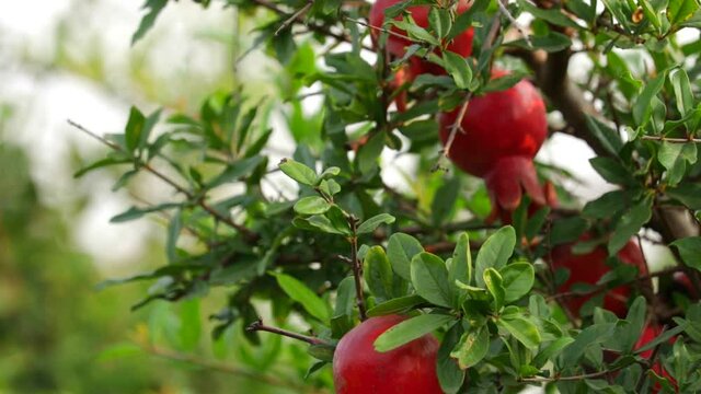 Tasty ripe fresh pomegranates background. Useful vitamins food. pomegranate fruits close up view,pomegranate red fruits