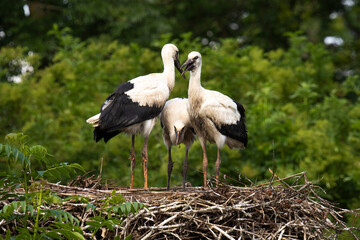 Three young Storks at nest