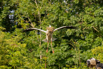 Stork flying with food