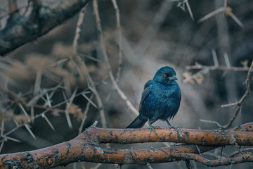 Bird close up in Namibia, Africa